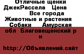 Отличные щенки ДжекРассела › Цена ­ 50 000 - Все города Животные и растения » Собаки   . Амурская обл.,Благовещенский р-н